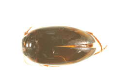 Image of Ilybius erichsoni (Gemminger & Harold 1868)