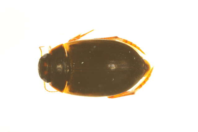 صورة Agabus (Acatodes) thomsoni (J. Sahlberg 1871)