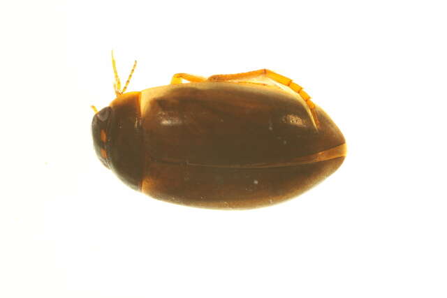 صورة Agabus (Acatodes) thomsoni (J. Sahlberg 1871)