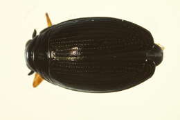 Image of Gyrinus aeratus Stephens 1835