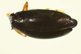 Image of Gyrinus aeratus Stephens 1835