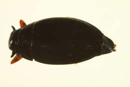 Image of Gyrinus aeratus Stephens 1835