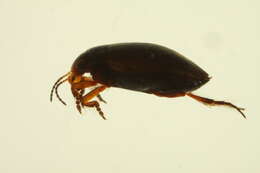 Image of Hydroporus rufinasus Mannerheim 1852