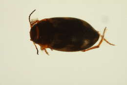 Image of Hydroporus appalachius Sherman 1913