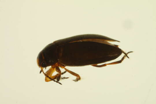 Image of Hydroporus rufinasus Mannerheim 1852