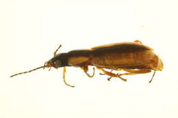 Image of Agonum (Platynomicrus) nigriceps Le Conte 1846