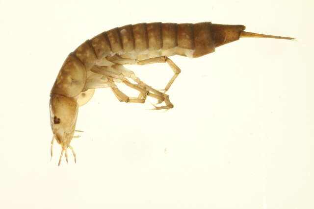 Image of Ilybius erichsoni (Gemminger & Harold 1868)