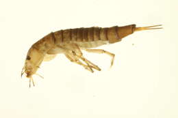 Image of Ilybius erichsoni (Gemminger & Harold 1868)