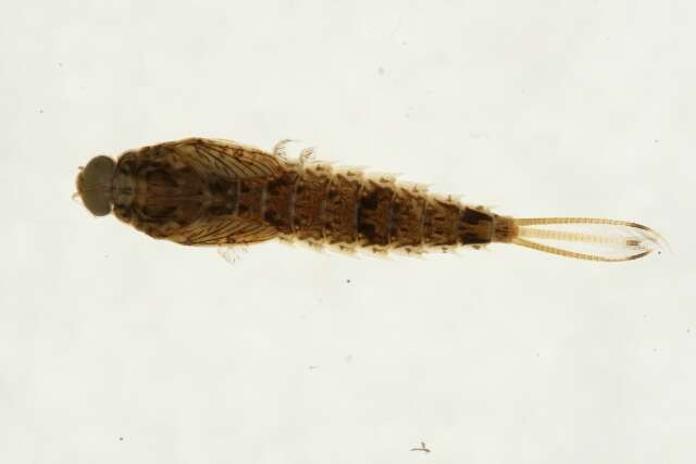 Image of Siphloplecton basale