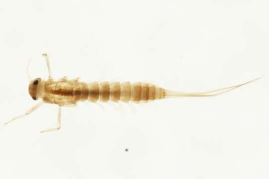 Image of Baetis hudsonicus Ide 1937