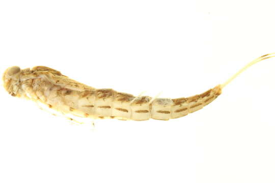 Image of Siphloplecton basale