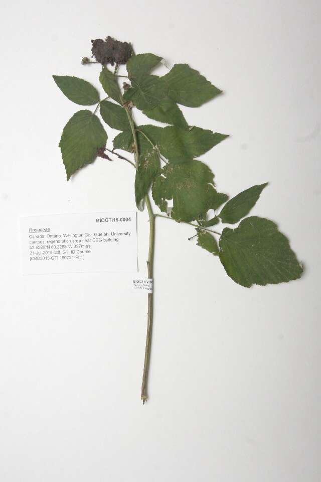 Image de Rosaceae