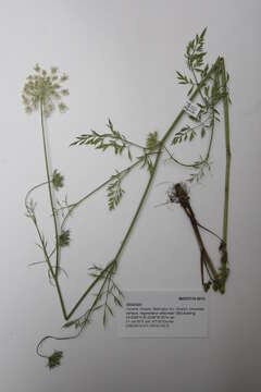 Image of umbellifers