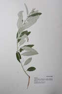 Plancia ëd Oleaceae