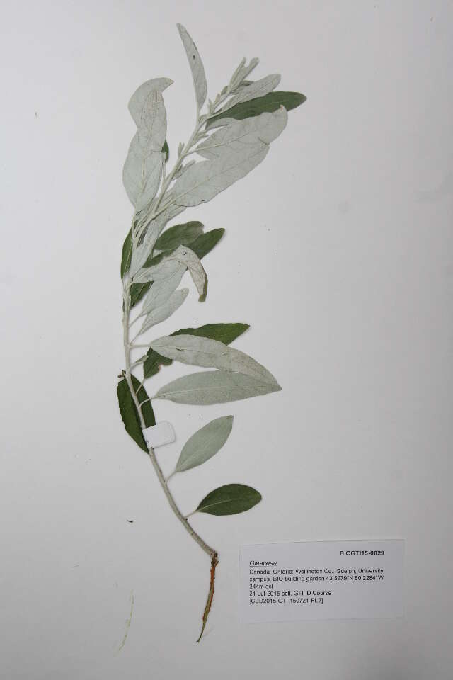 Plancia ëd Oleaceae