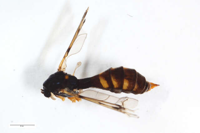 Image of Ptychoptera contaminata (Linnaeus 1758)
