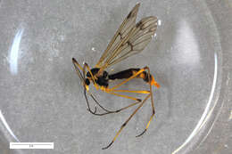 Image of Ptychoptera albimana (Fabricius 1787)