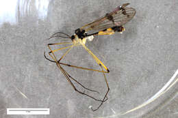 Image of Ptychoptera lacustris Meigen 1830