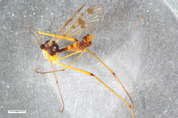 Image of Ptychoptera contaminata (Linnaeus 1758)