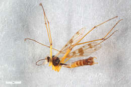 Image of Ptychoptera contaminata (Linnaeus 1758)