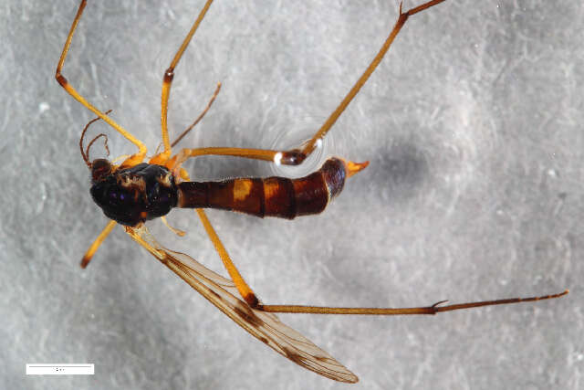 Image of Ptychoptera contaminata (Linnaeus 1758)