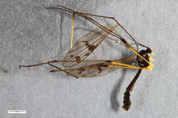 Image of Ptychoptera paludosa Meigen 1804