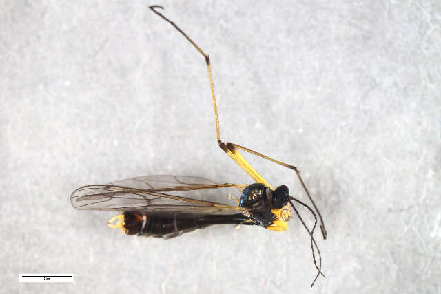 Image of Ptychoptera scutellaris Meigen 1818