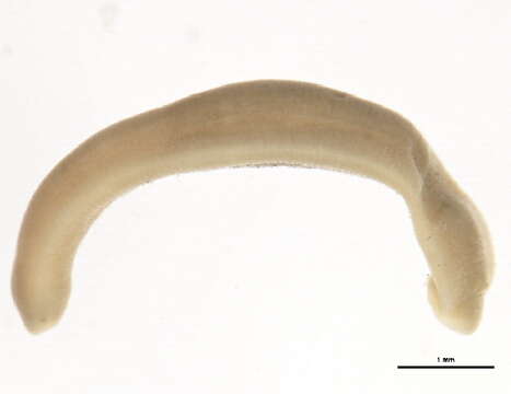 Image of Erpobdella punctata (Leidy 1870)