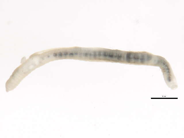 Image of Fridericia