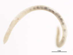 Image of Fridericia