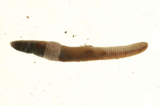 Image of Squaretail worm