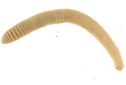 Image of Canadian worm