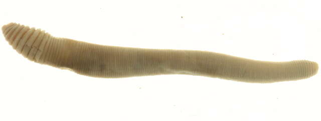 Image of Aporrectodea caliginosa