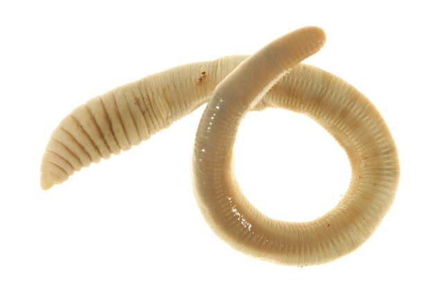 Image of Canadian worm