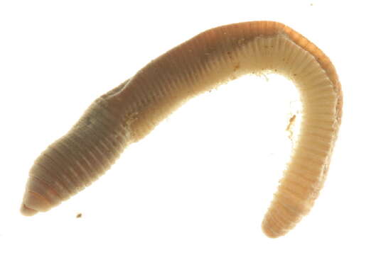 Image of Chestnut worm