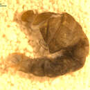 Image of Hexatoma (Eriocera) spinosa (Osten Sacken 1860)