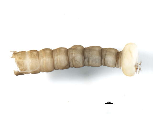 Image of Hexatoma (Eriocera) spinosa (Osten Sacken 1860)