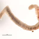 Image of Aquatic oligochaete worm