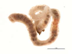 Image of Aquatic oligochaete worm