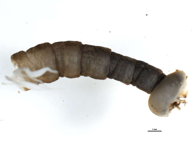 Image of Hexatoma (Eriocera) spinosa (Osten Sacken 1860)