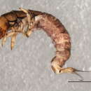 Image of Ceratopsyche ventura (Ross 1941)