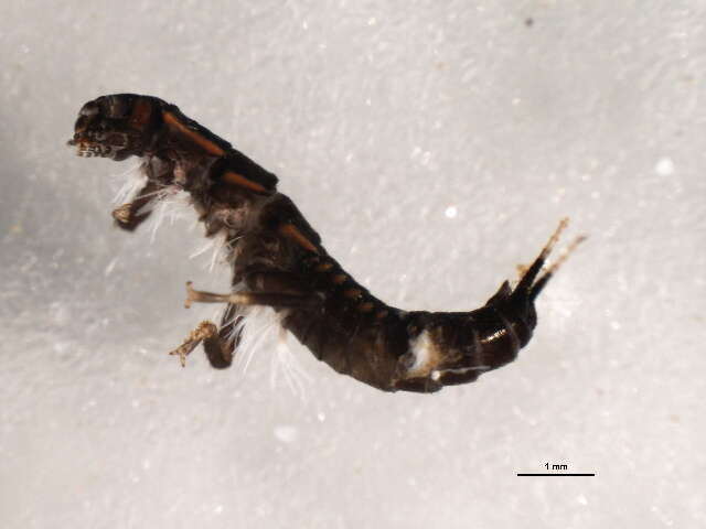 Image of Plecoptera