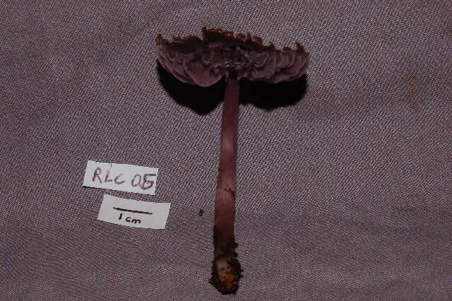 Image of Mycena pura (Pers.) P. Kumm. 1871