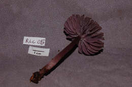 Image of Mycena pura (Pers.) P. Kumm. 1871