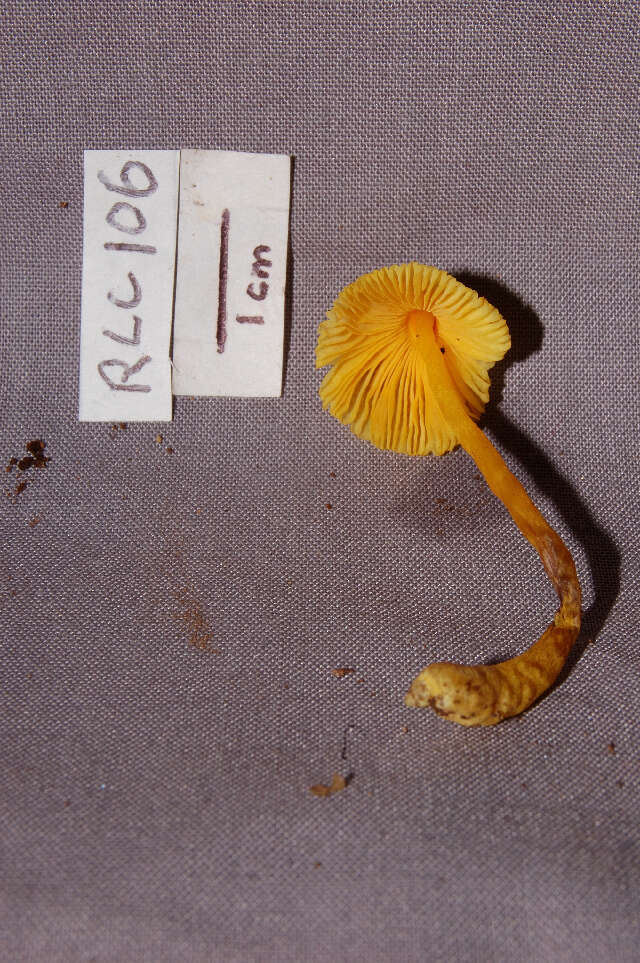 Image of Lepiota