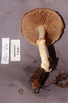 Image of Stropharia