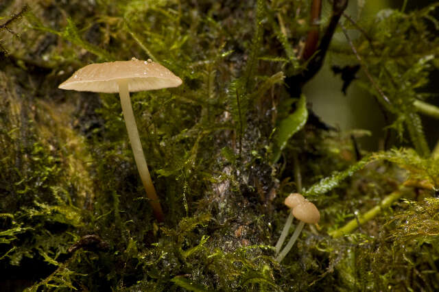 Image of Marasmius