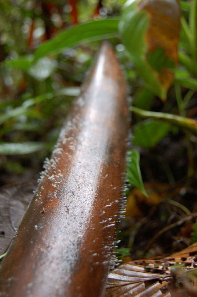 Image of Typhulaceae