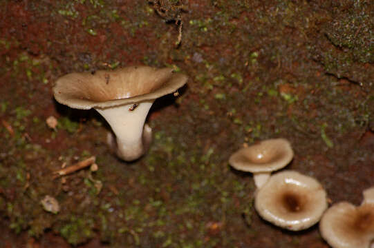 Image of Polyporus