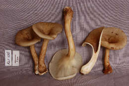 Image of Polyporus